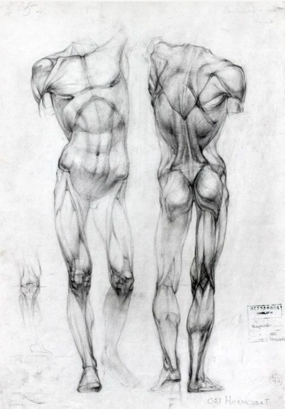 Pencil study of the muscles of the body from the front and back, from the shoulders to the feet